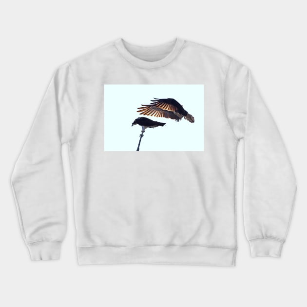 Osprey Crewneck Sweatshirt by Jim Cumming